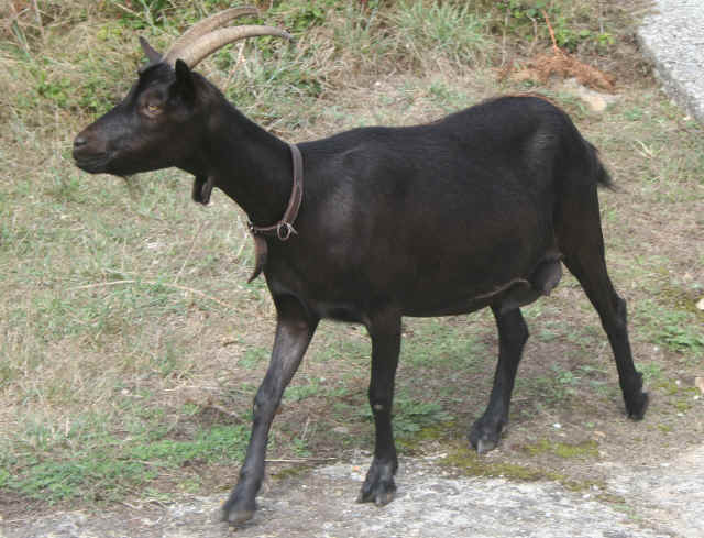 La chèvre d'Ouessant
